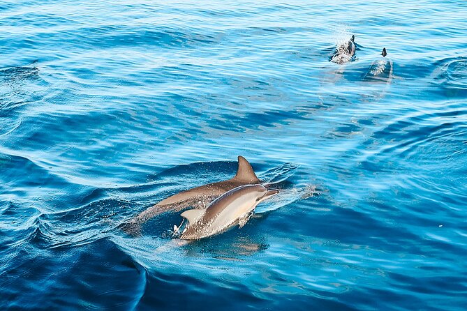 Swimming with Wild Dolphins Speedboat Adventure on Oahu - Is $199 a fair price for three hours?