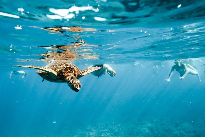 Swimming with Wild Dolphins Speedboat Adventure on Oahu - Who will enjoy this Oahu dolphin tour most?