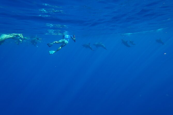 Swimming with Wild Dolphins Speedboat Adventure on Oahu - Timing, pickup, and cancellation details