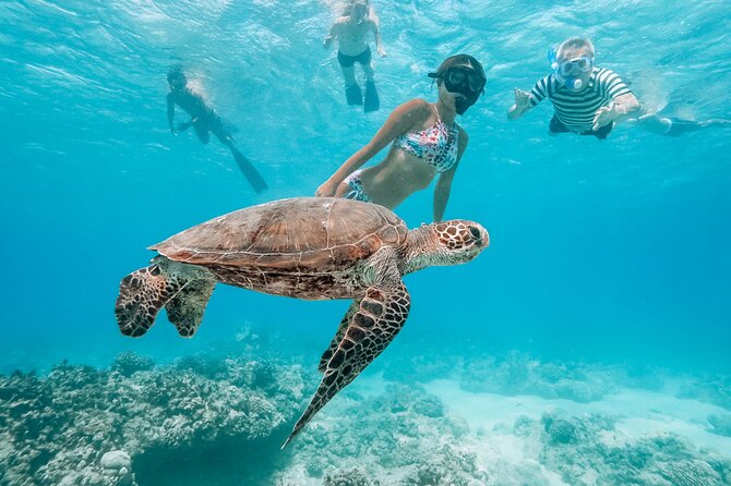 Swimming with Wild Dolphins Speedboat Adventure on Oahu - Snorkeling near Makaha with turtles and reef fish