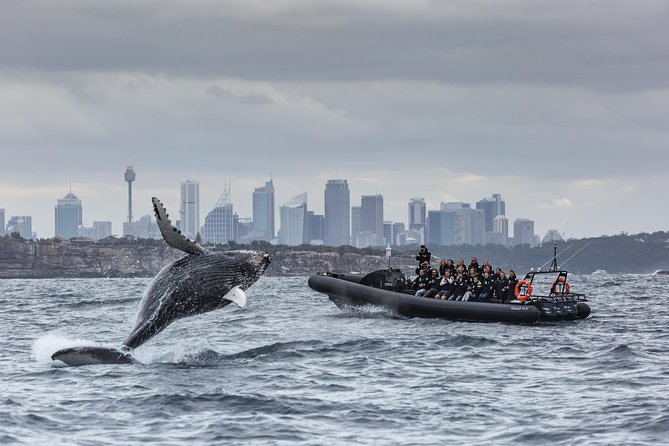 Sydney Whale-Watching by Speed Boat - From Campbell’s Cove to the open sea