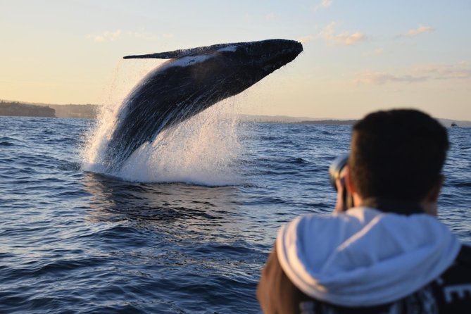 Sydney Whale-Watching by Speed Boat - Watching humpback whales in their natural setting