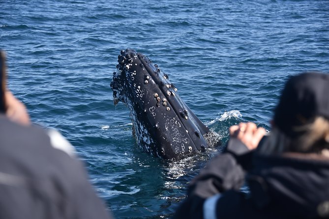 Sydney Whale-Watching by Speed Boat - The guide and skipper matter here
