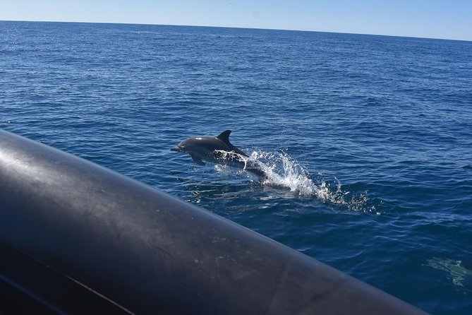 Sydney Whale-Watching by Speed Boat - Understanding the four-part route