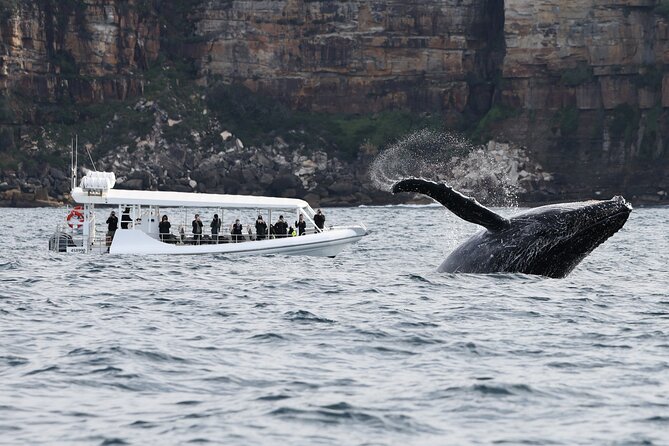 Sydney Whale-Watching by Speed Boat - Is $92.52 a fair price?