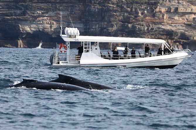 Sydney Whale-Watching by Speed Boat - Who should book this speedboat trip?