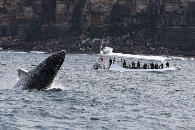 Sydney Whale-Watching by Speed Boat - What the speedboat adds to whale watching