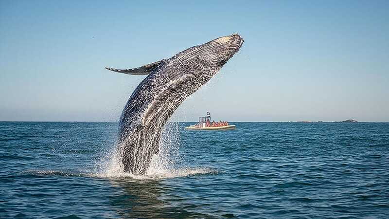 Tadoussac/Charlevoix: Whale Watching Zodiac Tour - My verdict: book it if the cold will not stop you