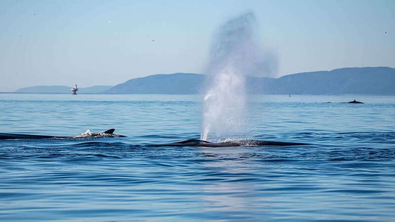 Tadoussac/Charlevoix: Whale Watching Zodiac Tour - Reading the water at the mouth of the Saguenay