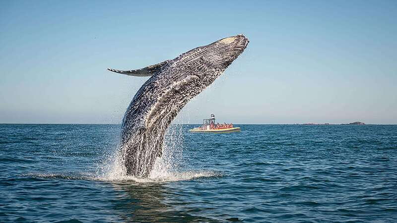 Tadoussac/Charlevoix: Whale Watching Zodiac Tour - The route, from departure to the fjord