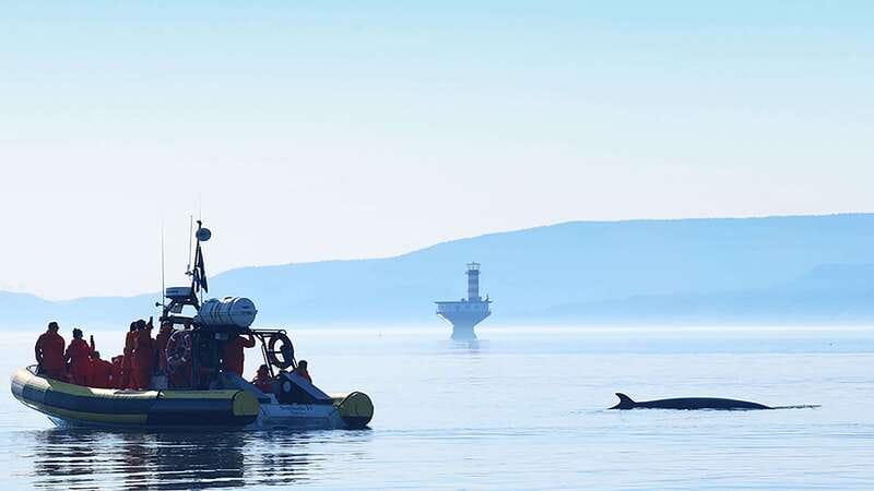 Tadoussac/Charlevoix: Whale Watching Zodiac Tour - Whales, seals, and realistic expectations