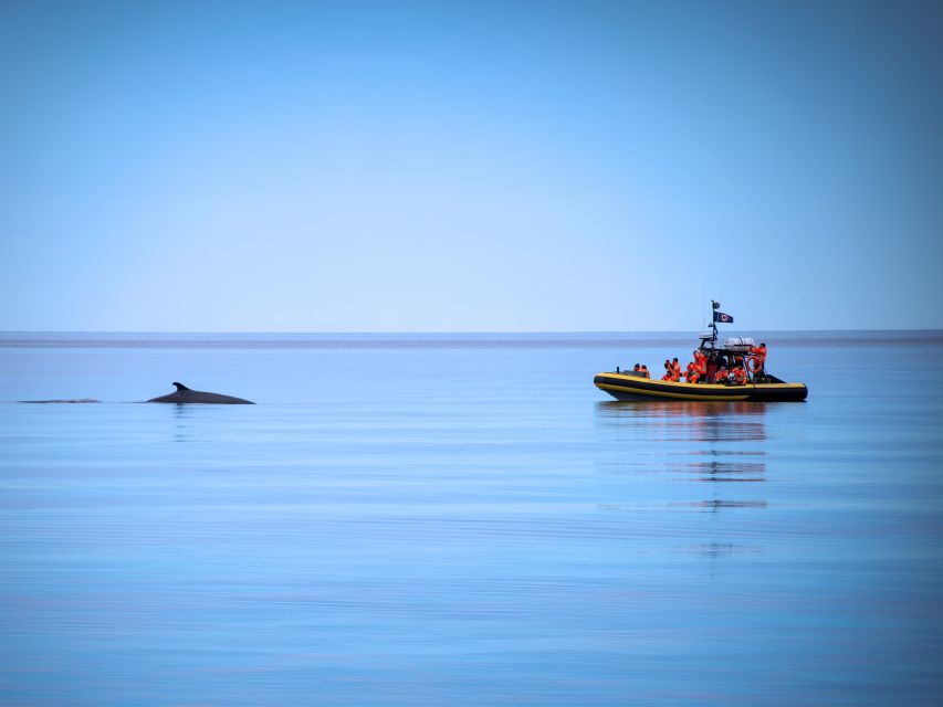 Tadoussac/Charlevoix: Whale Watching Zodiac Tour - Guides who make the difference