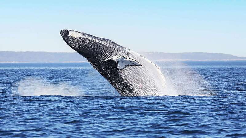 Tadoussac/Charlevoix: Whale Watching Zodiac Tour - Timing, price, and what you get