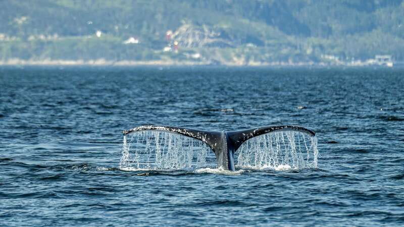 Tadoussac/Charlevoix: Whale Watching Zodiac Tour - The Zodiac ride: close, open, and exposed