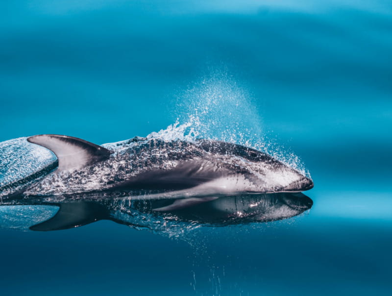 Telegraph Cove: 3-Hour Whale Watching Tour in a Zodiac Boat - FAQ