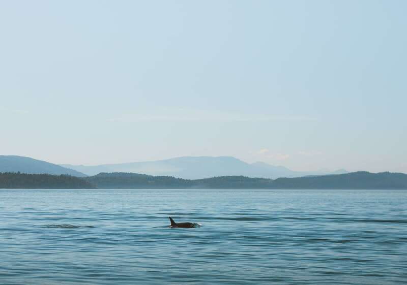 Telegraph Cove: 3-Hour Whale Watching Tour in a Zodiac Boat - What the Zodiac ride feels like