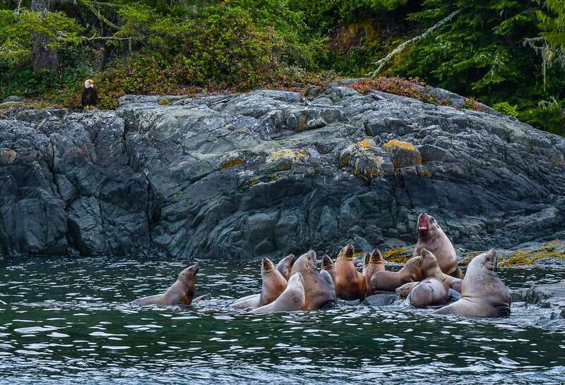 Telegraph Cove: 3-Hour Whale Watching Tour in a Zodiac Boat - Is $165 a fair price?