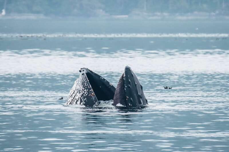 Telegraph Cove: 3-Hour Whale Watching Tour in a Zodiac Boat - Booking, cancellations, and timing
