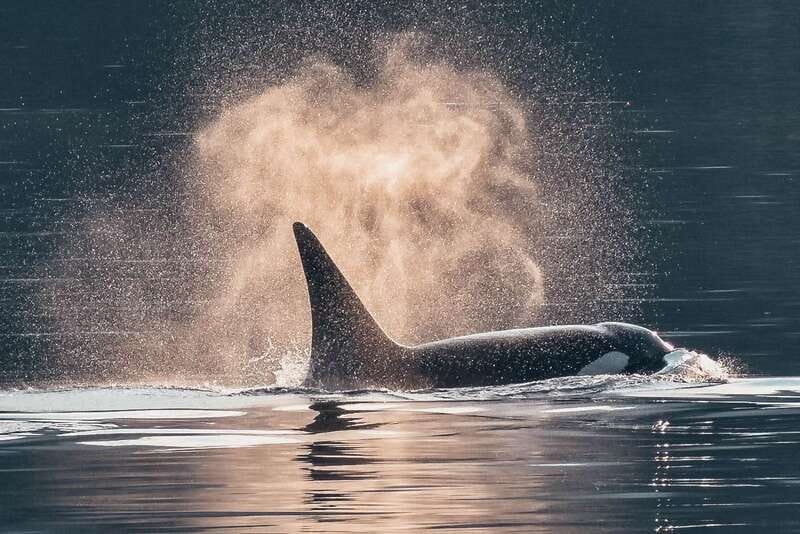 Telegraph Cove: 3-Hour Whale Watching Tour in a Zodiac Boat - The search for orcas and humpbacks
