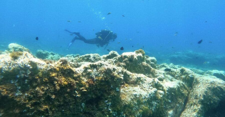 Tenerife: Puerto Colon Certified Scuba Dive by Speed Boat - Should you book this Puerto Colón scuba outing?