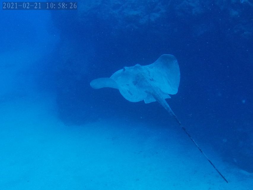 Tenerife: Puerto Colon Certified Scuba Dive by Speed Boat - Leaving Puerto Colón by speedboat