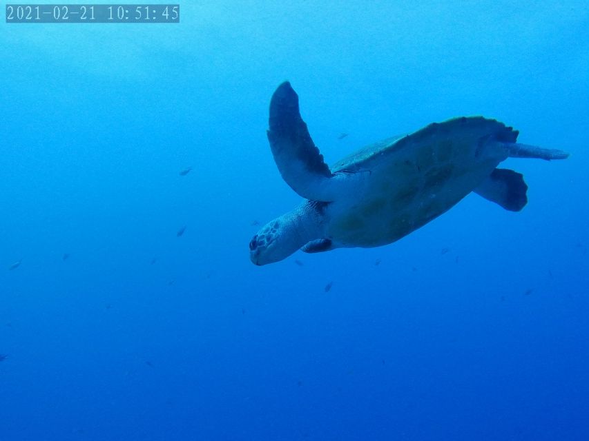 Tenerife: Puerto Colon Certified Scuba Dive by Speed Boat - What happens once you enter the water