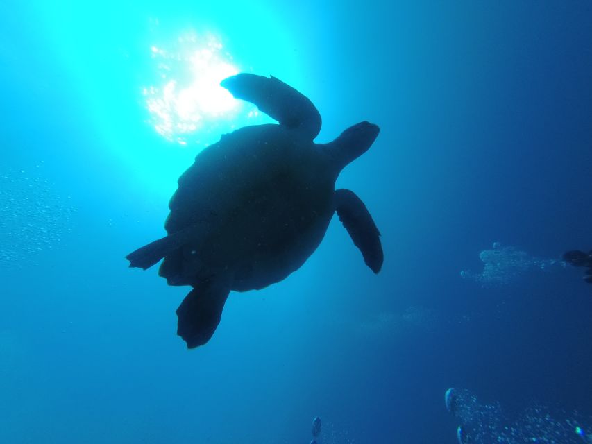 Tenerife: Puerto Colon Certified Scuba Dive by Speed Boat - Returning to shore and washing the equipment