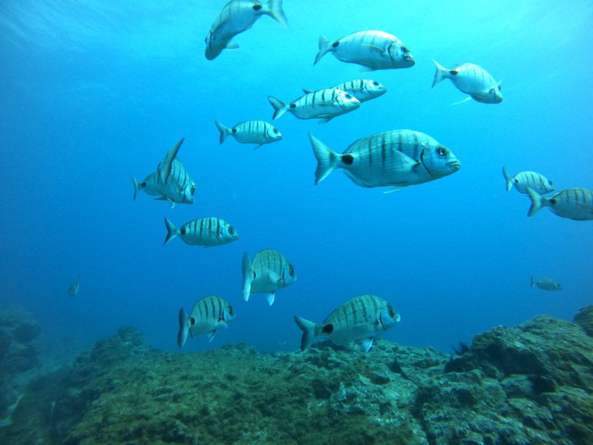 Tenerife: Puerto Colon Certified Scuba Dive by Speed Boat - What the $59 price really covers