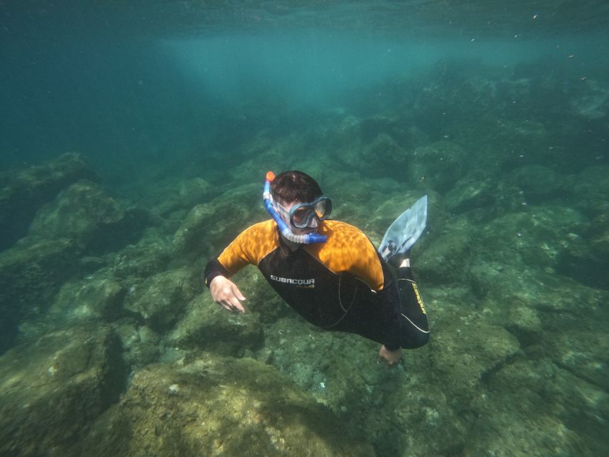 Tenerife: Puerto Colon Snorkel Safari by Speed Boat - A 15-minute speed boat ride with room for wildlife spotting