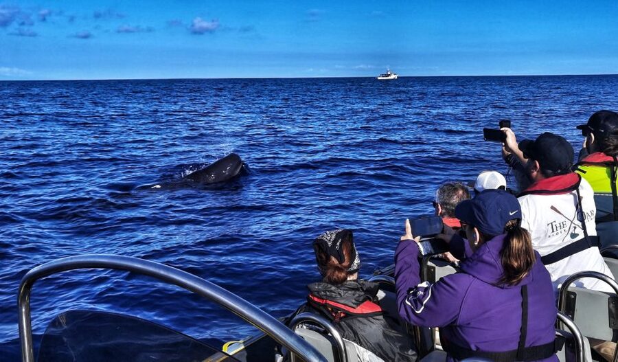 Terceira: Whale and Dolphin Watching in a Zodiac Boat - From Angra Marina to Terceira’s Open Water