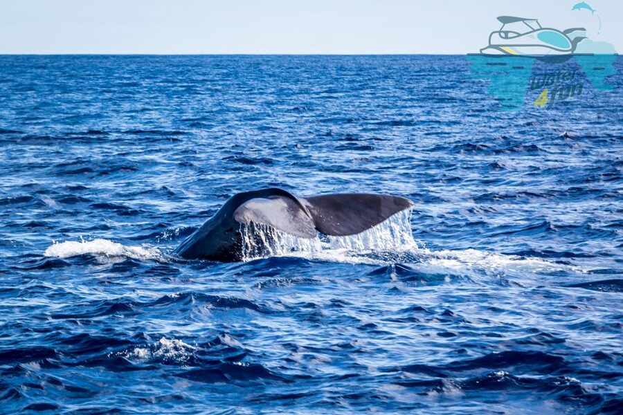 Terceira: Whale and Dolphin Watching in a Zodiac Boat - The Monte Brasil Spotter Makes a Difference