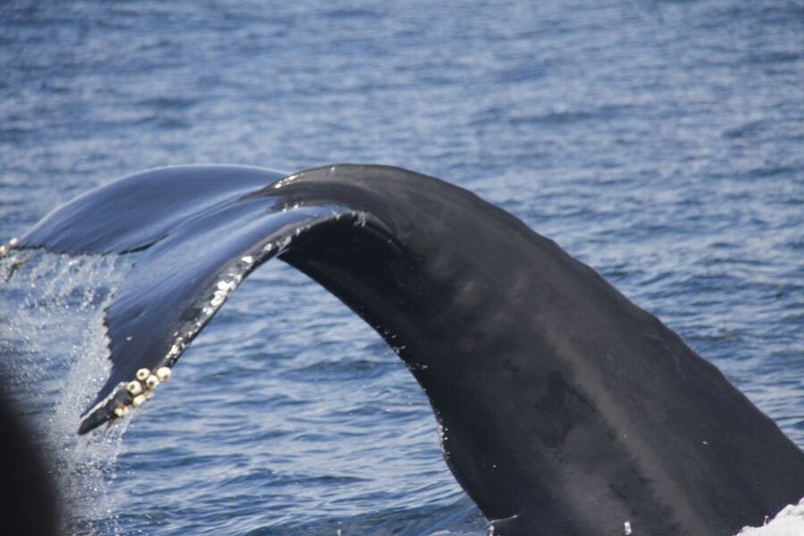 Terceira: Whale and Dolphin Watching in a Zodiac Boat - Searching for Sperm Whales and Larger Cetaceans