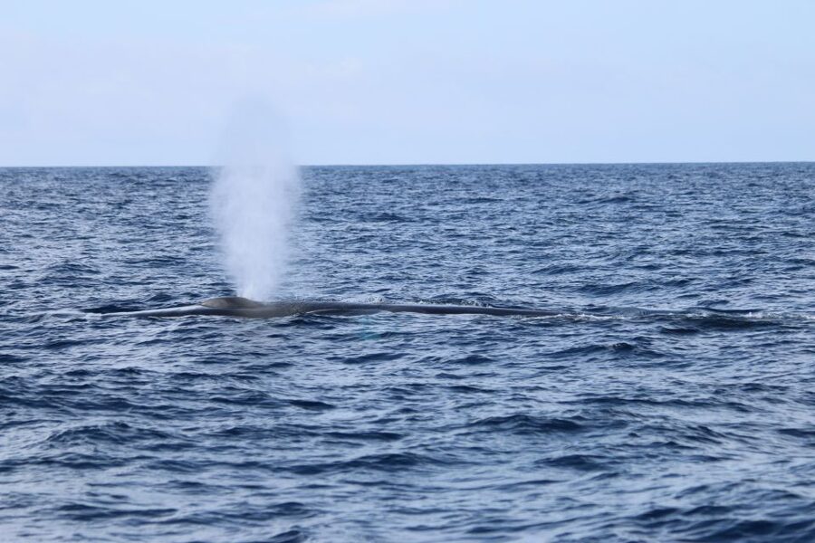 Terceira: Whale and Dolphin Watching in a Zodiac Boat - The Coastline Is Part of the Payoff