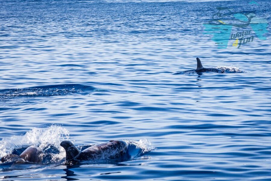 Terceira: Whale and Dolphin Watching in a Zodiac Boat - Guide Quality and Respect for Wildlife