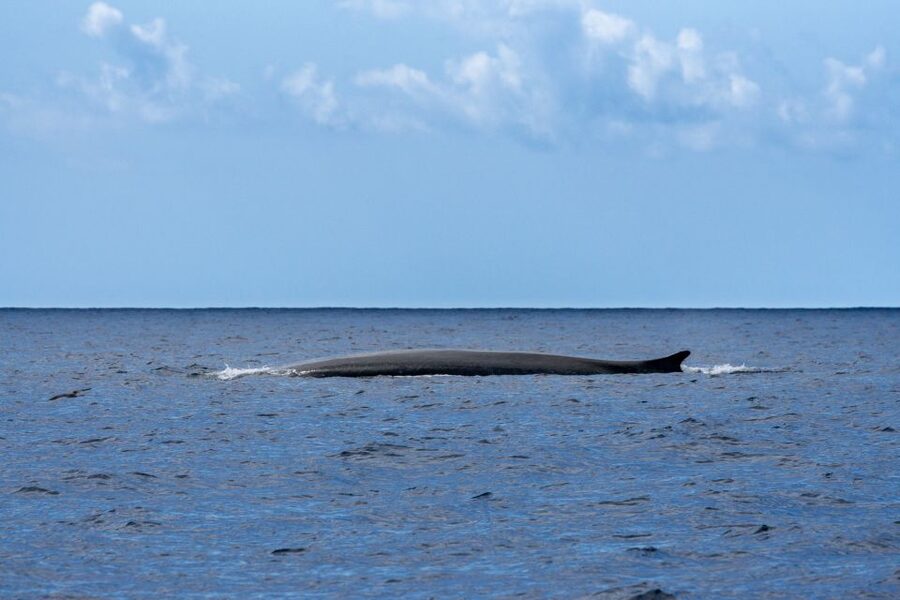 Terceira: Whale and Dolphin Watching in a Zodiac Boat - Who Should Book This Tour?