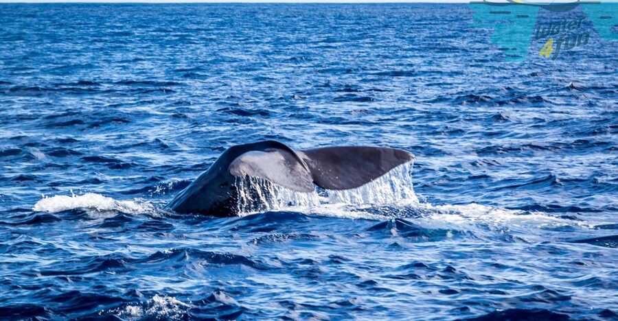 Terceira: Whale and Dolphin Watching in a Zodiac Boat - Watching Dolphins Dance Beside the Zodiac