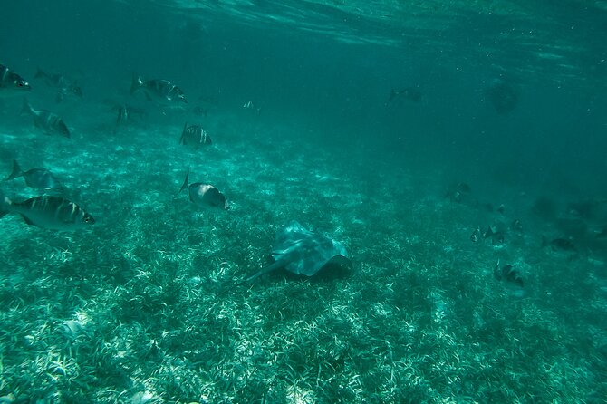 The Best Speedboat Tour In Cancun through Nichupte Lagoon, Snorkel included. - Physical requirements and practical packing
