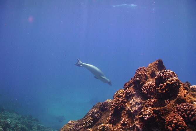 Ultimate Na Pali Coast Zodiac Boat Snorkeling and Sea Cave Tour - What the $257.28 price really buys