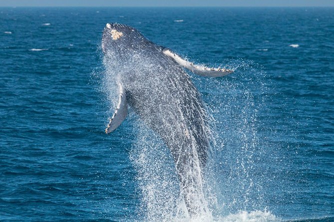 Up-Close Dolphin & Whale Watching Zodiac Adventure in Dana Point - A close-to-the-water start at Dana Point Harbor