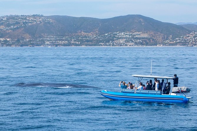 Up-Close Dolphin & Whale Watching Zodiac Adventure in Dana Point - Seasonal whales, from gray whales to blue whales