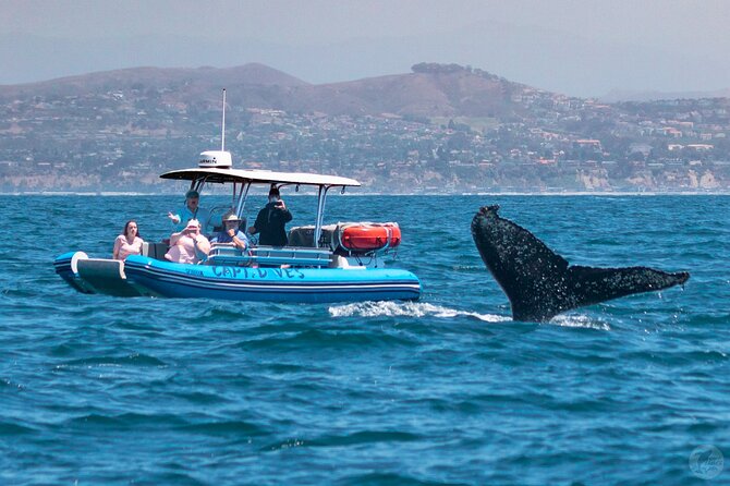 Up-Close Dolphin & Whale Watching Zodiac Adventure in Dana Point - Seals, sea lions, mola mola, and surprise sightings