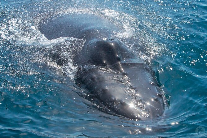 Up-Close Dolphin & Whale Watching Zodiac Adventure in Dana Point - The crew makes the difference