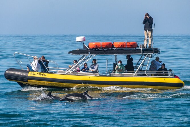 Up-Close Dolphin & Whale Watching Zodiac Adventure in Dana Point - Price, group size, and the Zodiac question