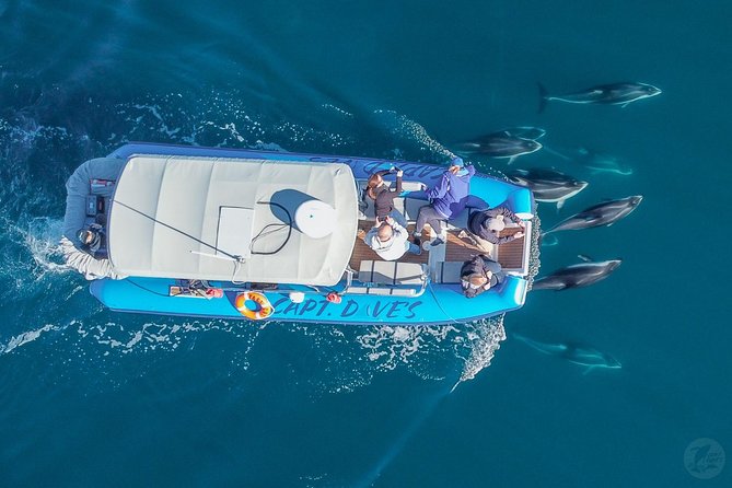 Up-Close Dolphin & Whale Watching Zodiac Adventure in Dana Point - Who will enjoy this Dana Point outing