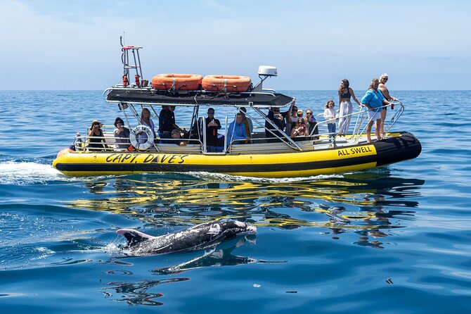 Up-Close Dolphin & Whale Watching Zodiac Adventure in Dana Point - Dolphins are the most dependable sighting