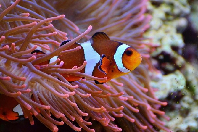 V.I.P Snorkeling & Fishing Tour ( Speed Boat ) Minimum 02 people - Hon Mun snorkeling: protected water with basic gear included