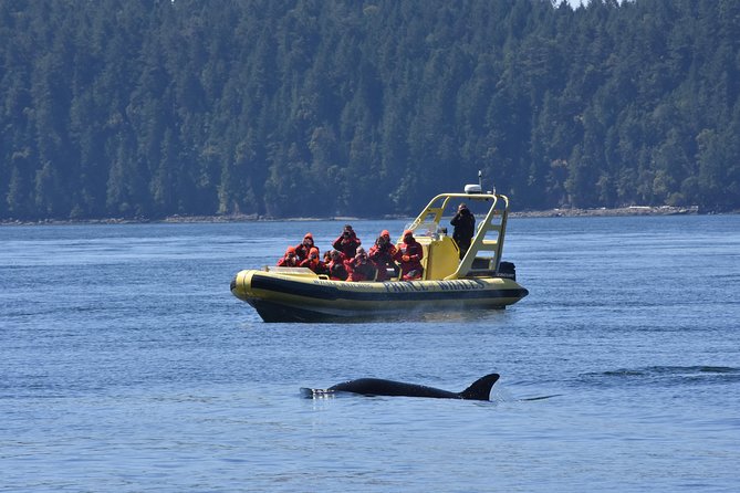Vancouver Island Zodiac Whale Watching Adventure - Telegraph Cove - Weather, cancellations, and practical planning
