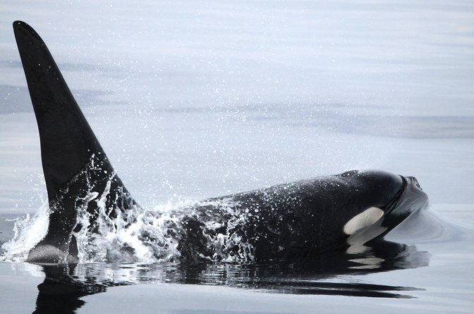 Vancouver Island Zodiac Whale Watching Adventure - Telegraph Cove - Why the setting adds to the experience