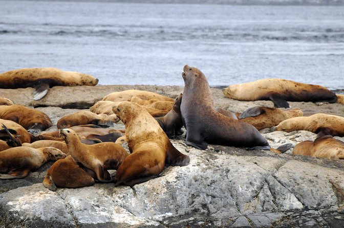Vancouver Island Zodiac Whale Watching Adventure - Telegraph Cove - What makes the small group worthwhile