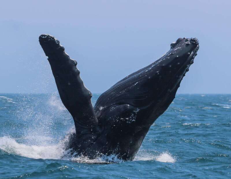 Victoria: 3-Hour Zodiac Whale-Watching Tour - Key points at a glance